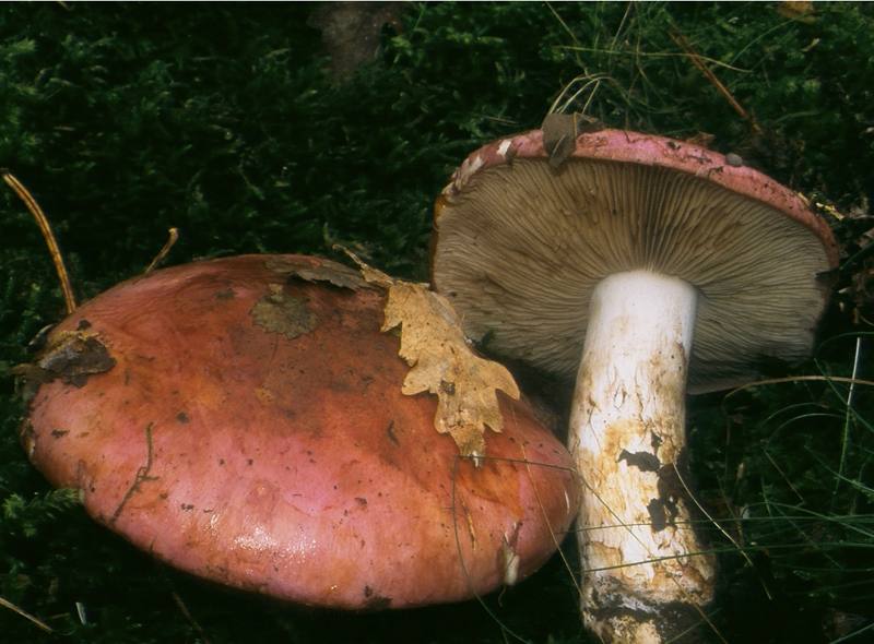 Cortinarius balteatocumatilis var. laetus